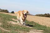 GOLDEN RETRIEVER 122